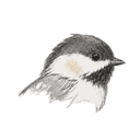 Chickadee tool icon